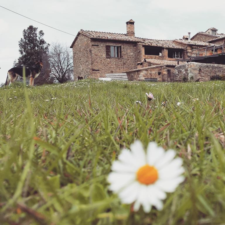 Agriturismo Il Cocco Montalcino Exterior photo